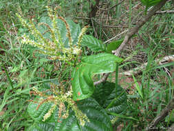 Coccoloba latifolia Poir. ex Lam. resmi