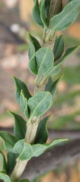 Image of Freylinia undulata (L. fil.) Benth.