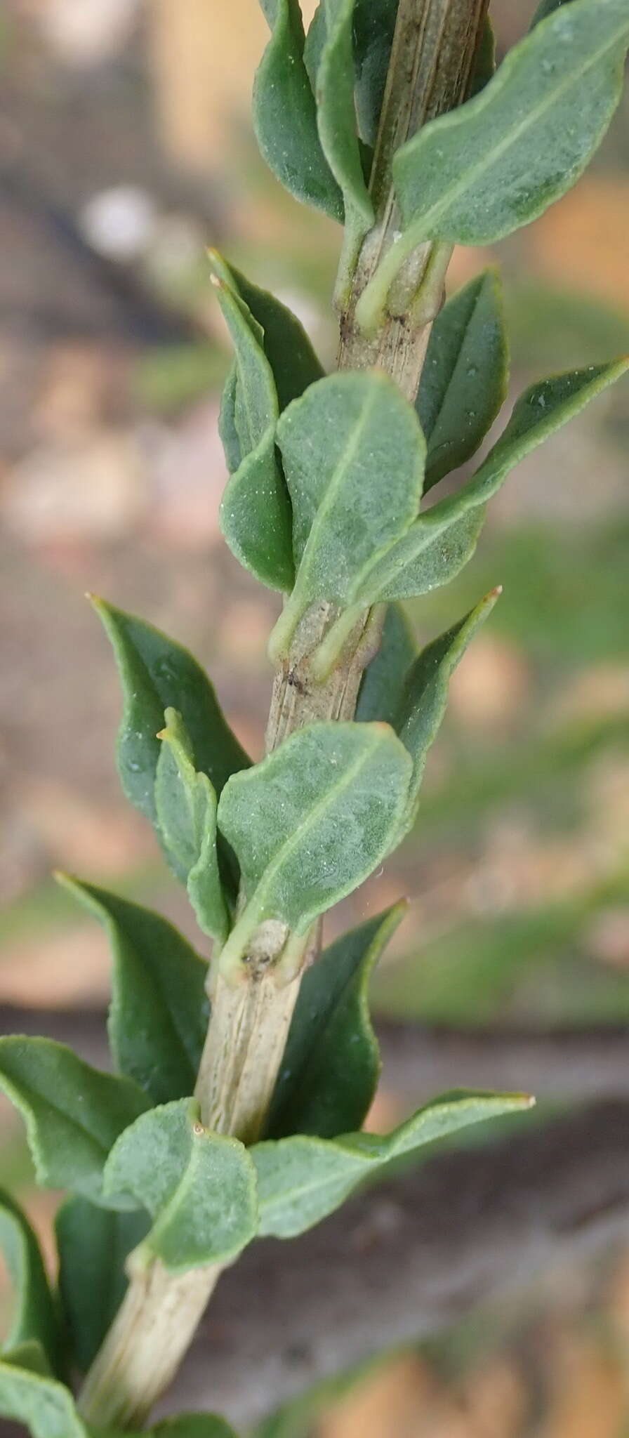 Imagem de Freylinia undulata (L. fil.) Benth.