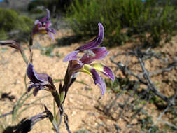 Imagem de Gladiolus arcuatus Klatt