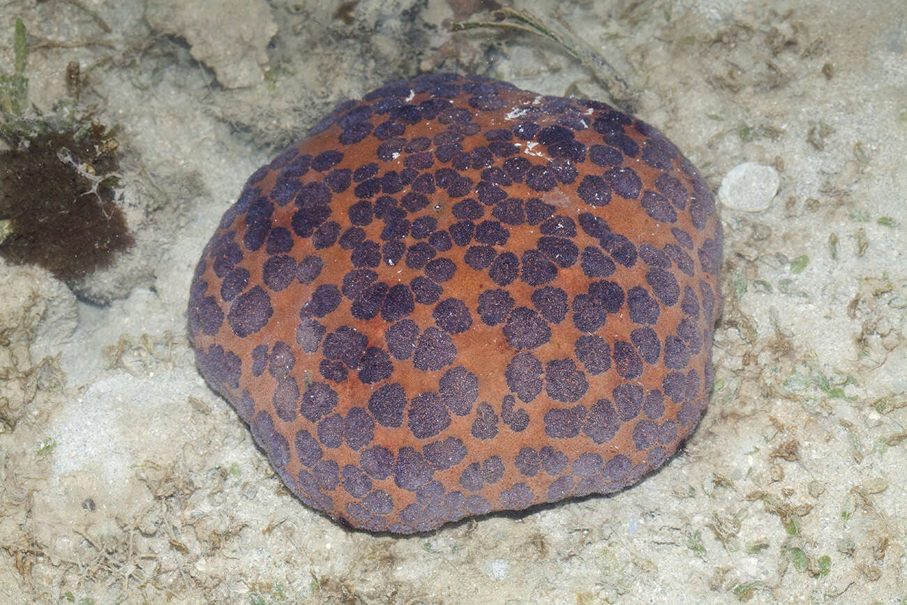 Image of Cushion star