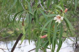 Imagem de Eremophila bignoniiflora (Benth.) F. Muell.