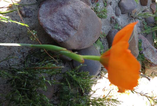 Image of Moraea villosa subsp. elandsmontana Goldblatt