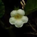 Imagem de Nautilocalyx mimuloides (Benth.) C. V. Morton