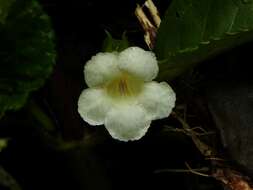 Image of Nautilocalyx mimuloides (Benth.) C. V. Morton