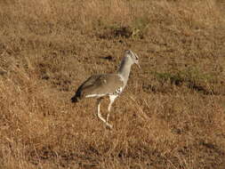 Image of Kori Bustard