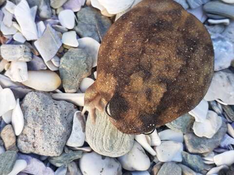 Image of Namaqua Rain Frog