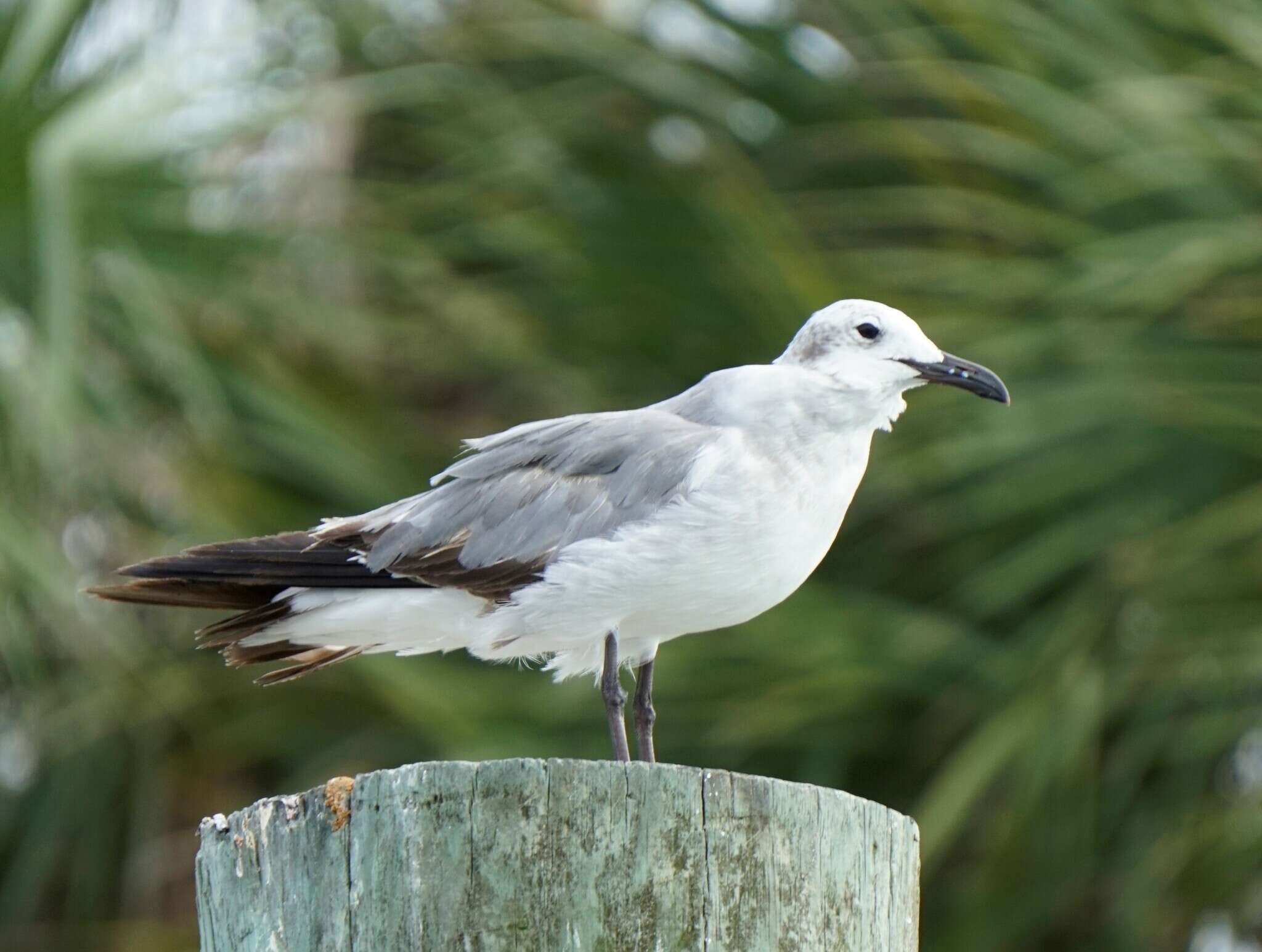 Image of Leucophaeus atricilla megalopterus (Bruch 1855)