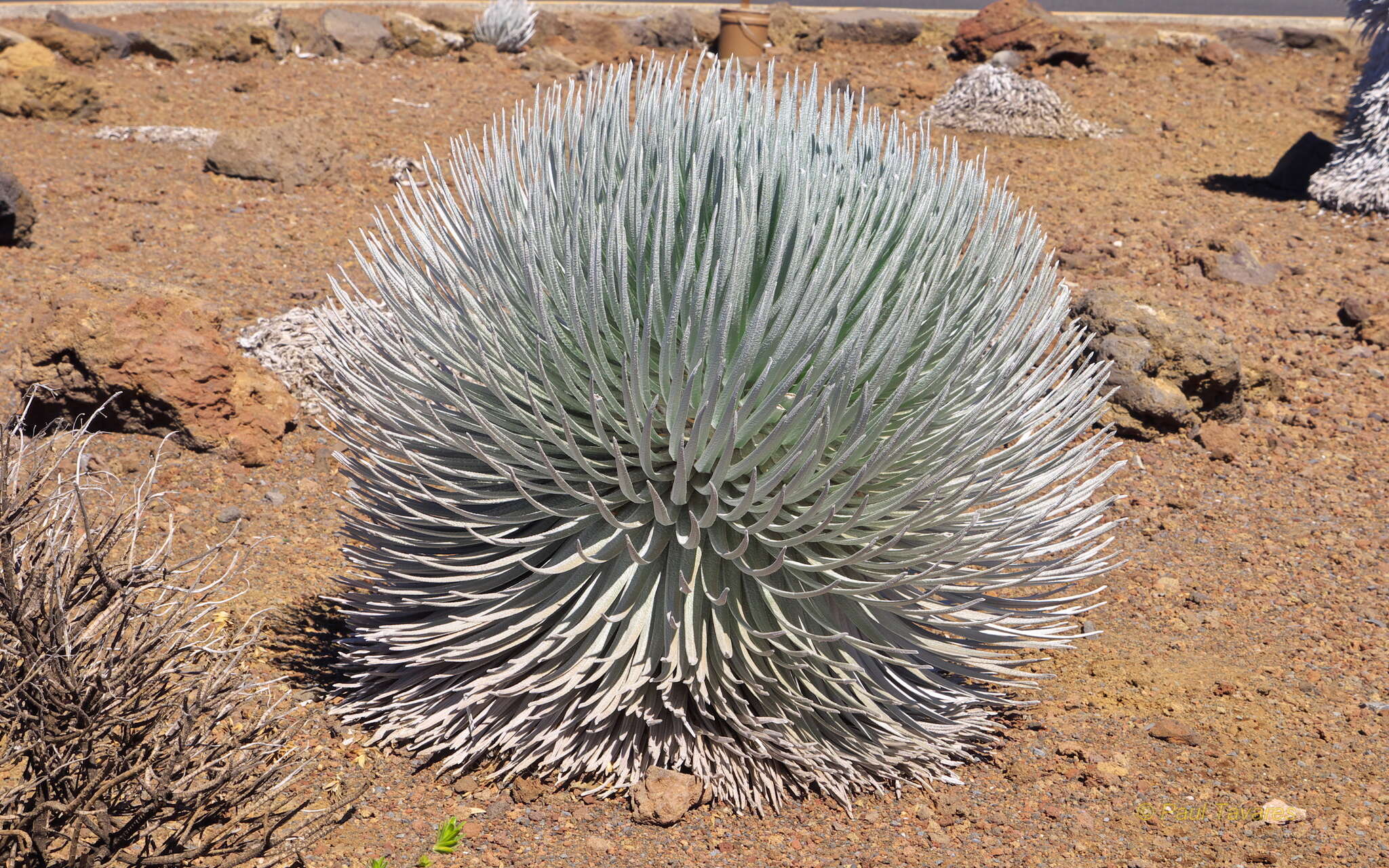 Слика од Argyroxiphium sandwicense subsp. macrocephalum (A. Gray) A. Meyrat