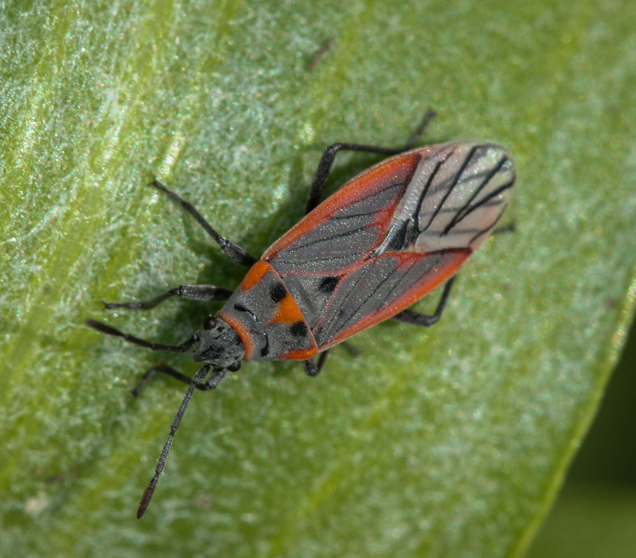 Image of Melacoryphus nigrinervis (Stal & C. 1874)