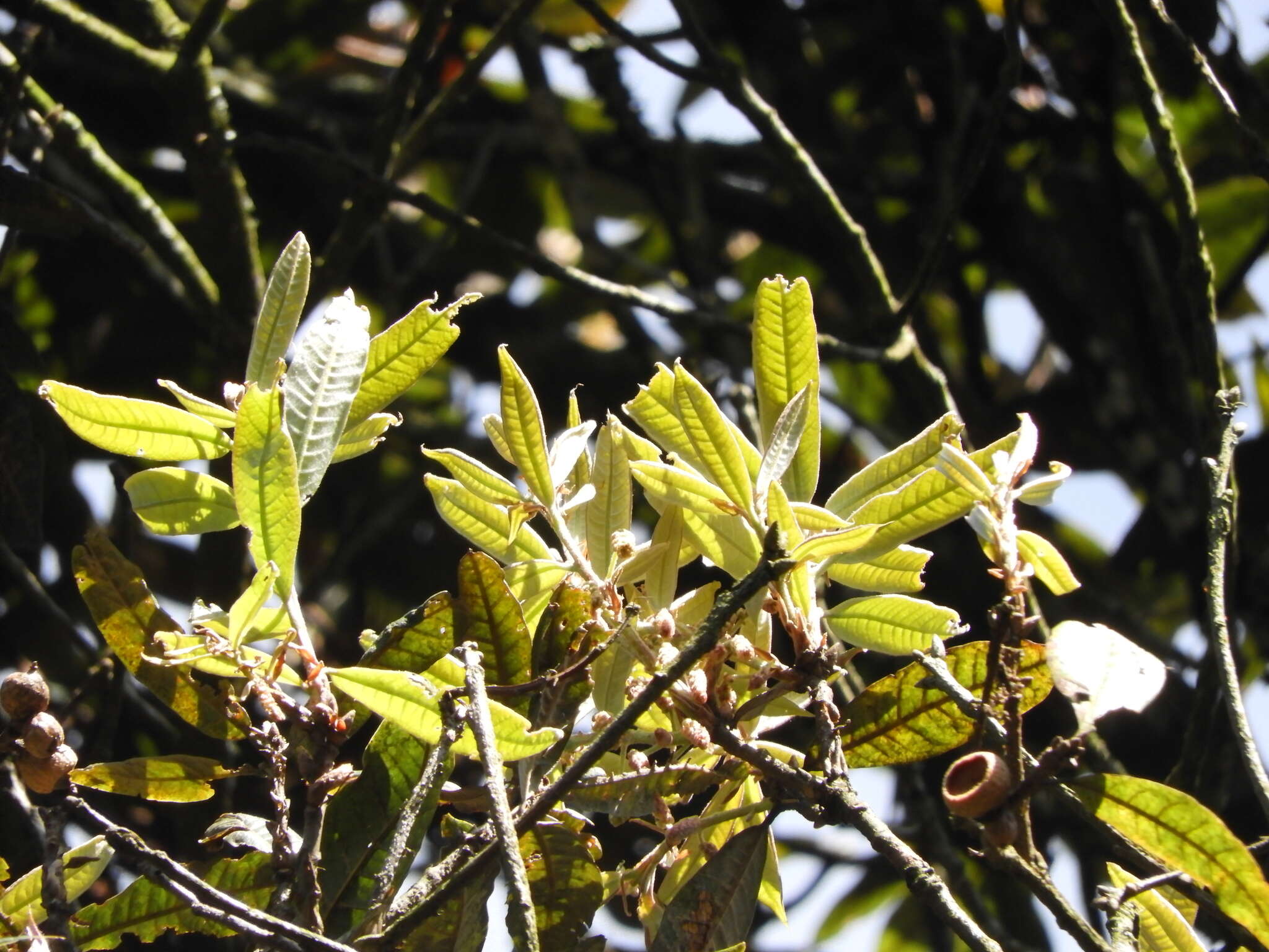 Image of Andean oak