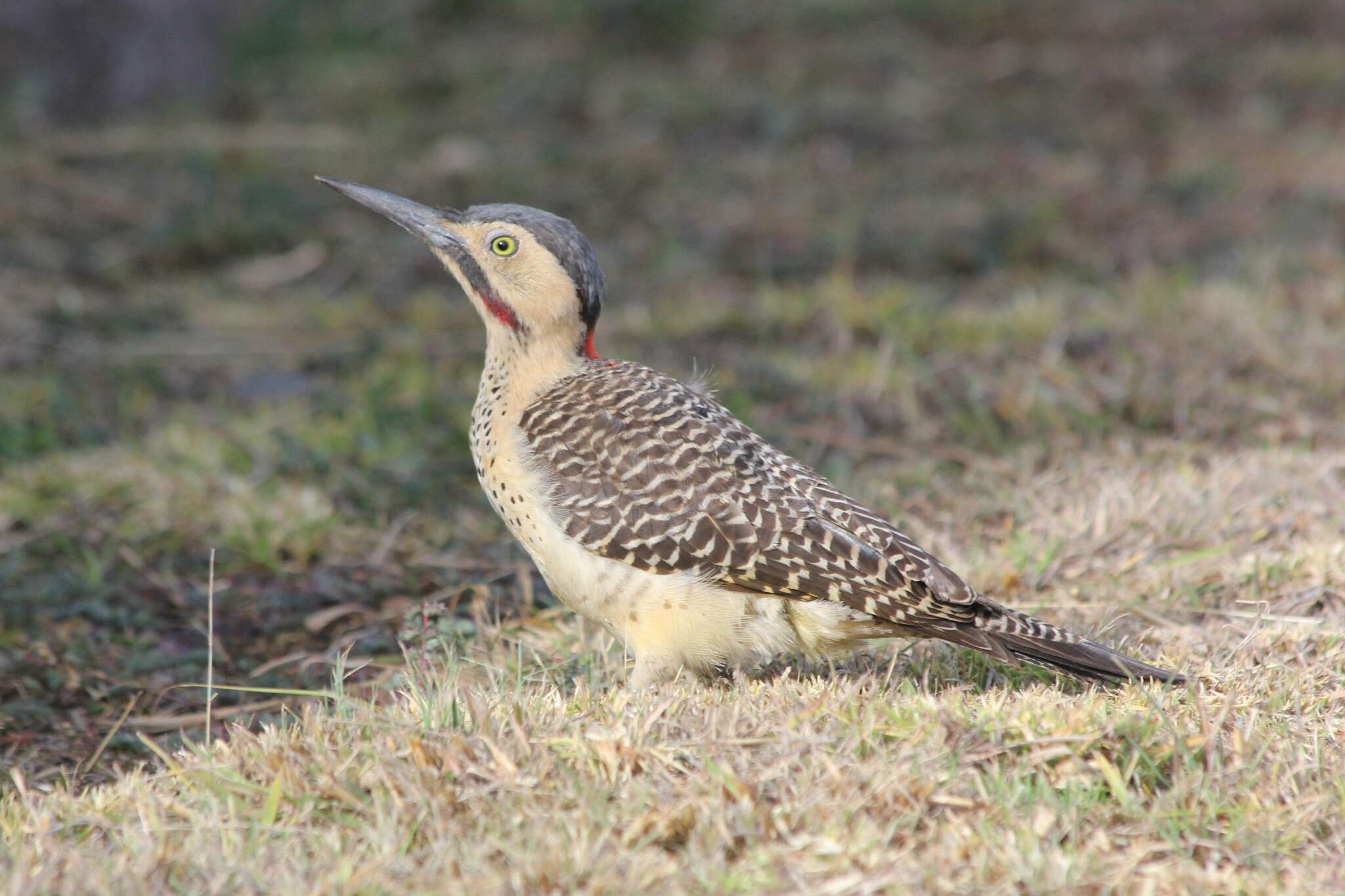 Image of Andean Flicker