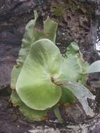 Image of Platycerium stemaria (P. Beauv.) Desv.