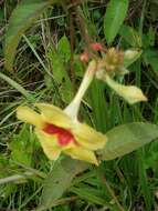 Image of Mandevilla hirsuta (Richard) Malme