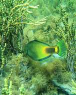 Image of Spiny-tailed leatherjacket