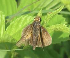 Image of Two-spotted Skipper