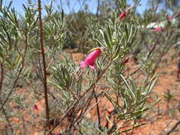 Eremophila latrobei F. Muell.的圖片