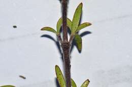 Image of Coprosma microcarpa Hook. fil.