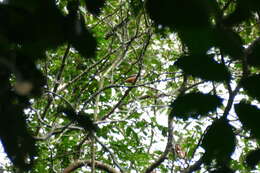 Image of Gabon Helmetshrike