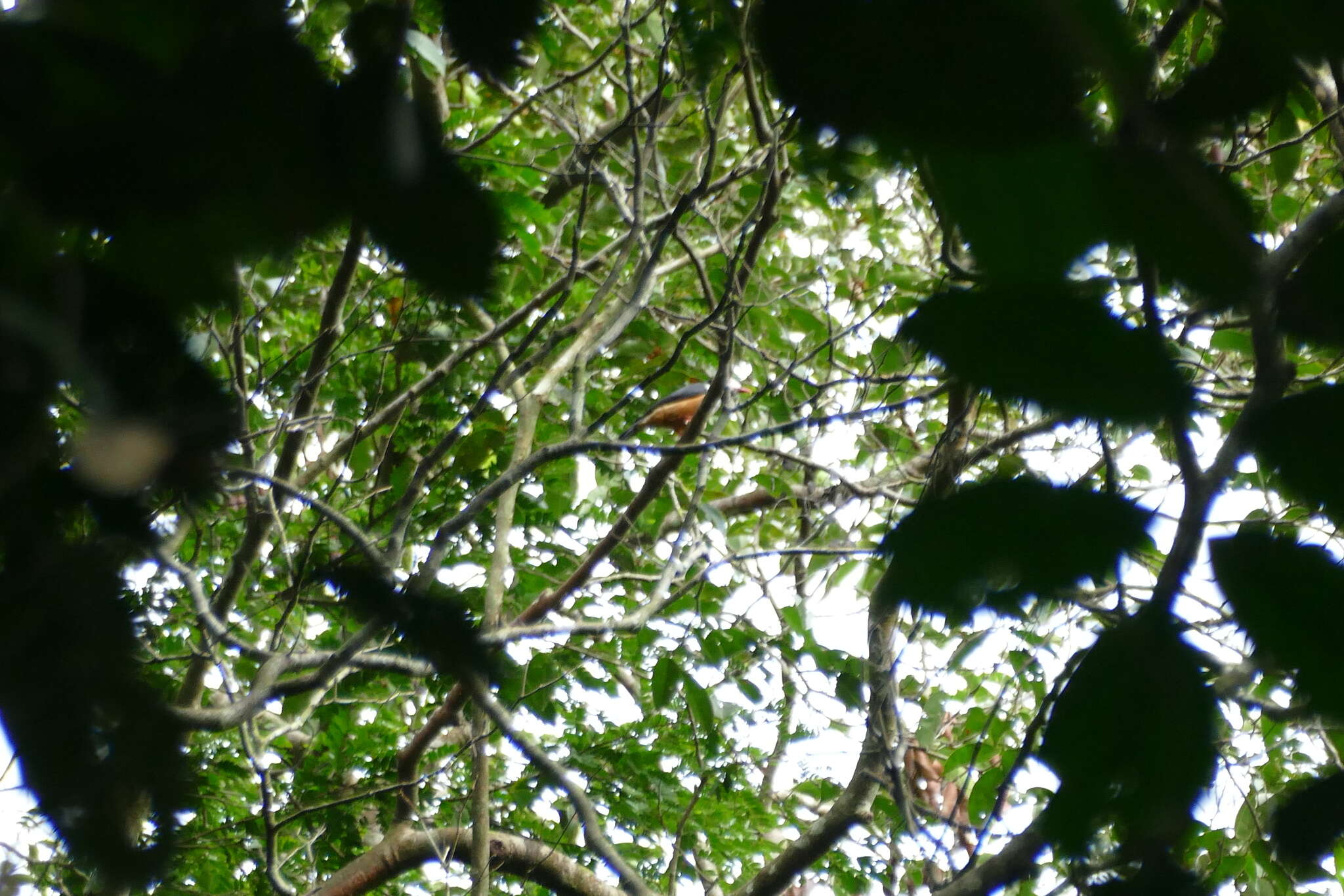 Imagem de Prionops rufiventris (Bonaparte 1853)