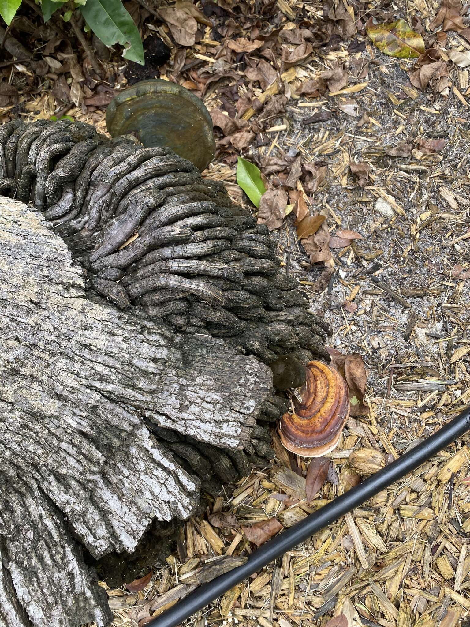 Image of Ganoderma zonatum Murrill 1902