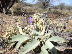 Image of Solanum quadriloculatum F. Müll.