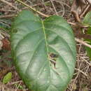 Image of Passiflora longiracemosa Ducke