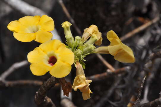 Uncarina ankaranensis Ihlenf. resmi