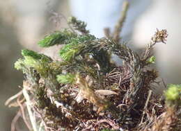 Image of blackmat splashzone moss