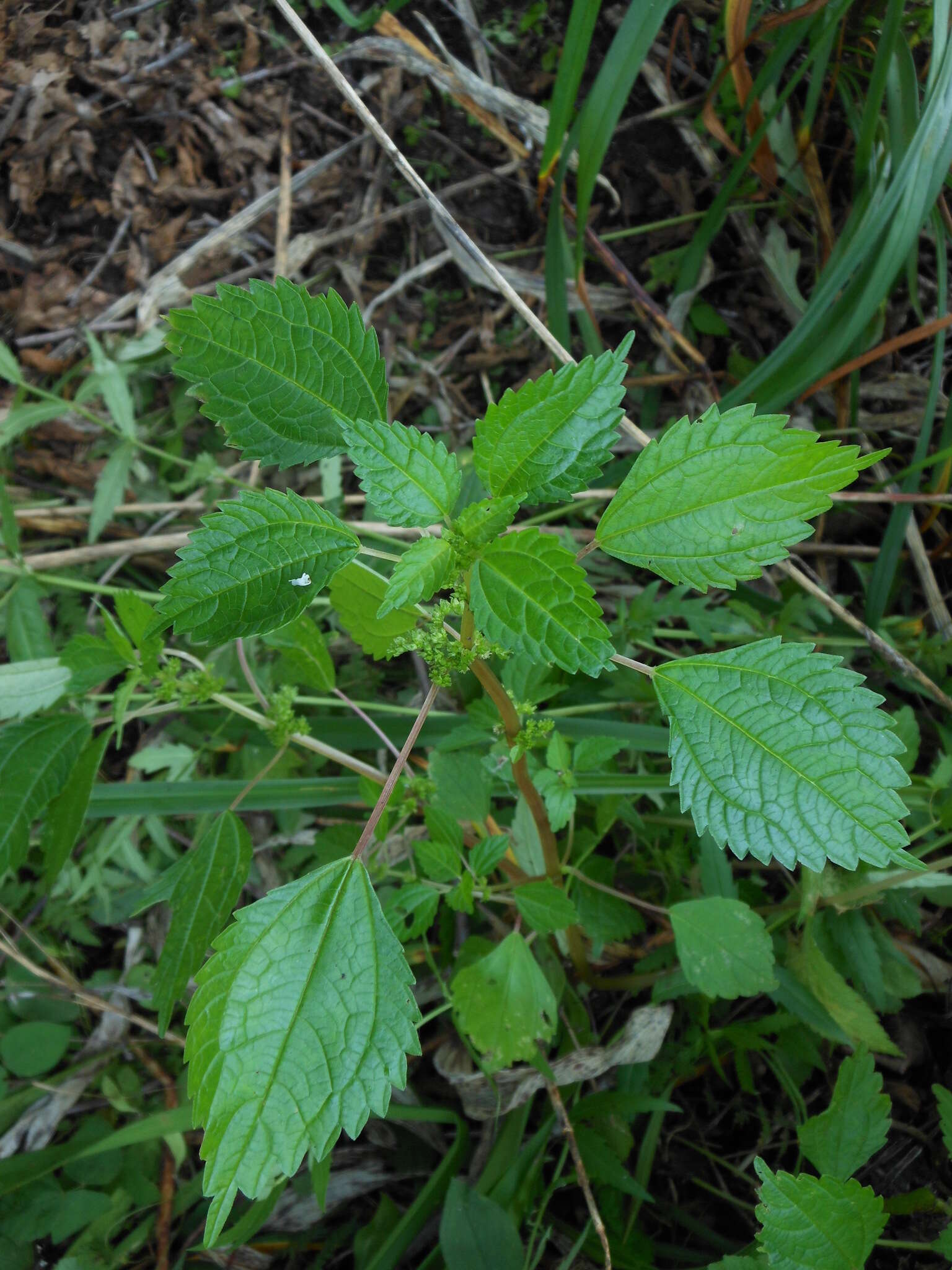 Image of Canadian clearweed