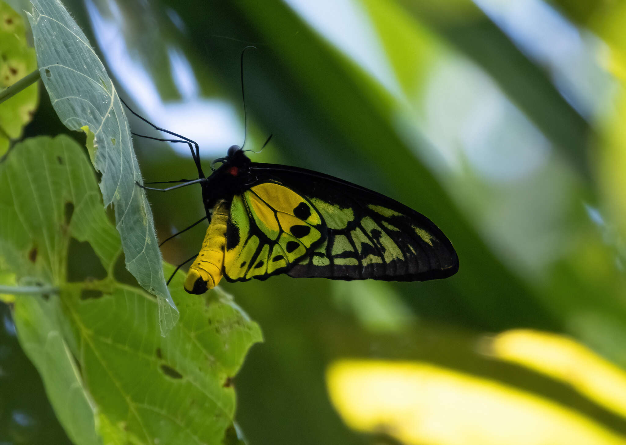 Plancia ëd Ornithoptera croesus Wallace 1859