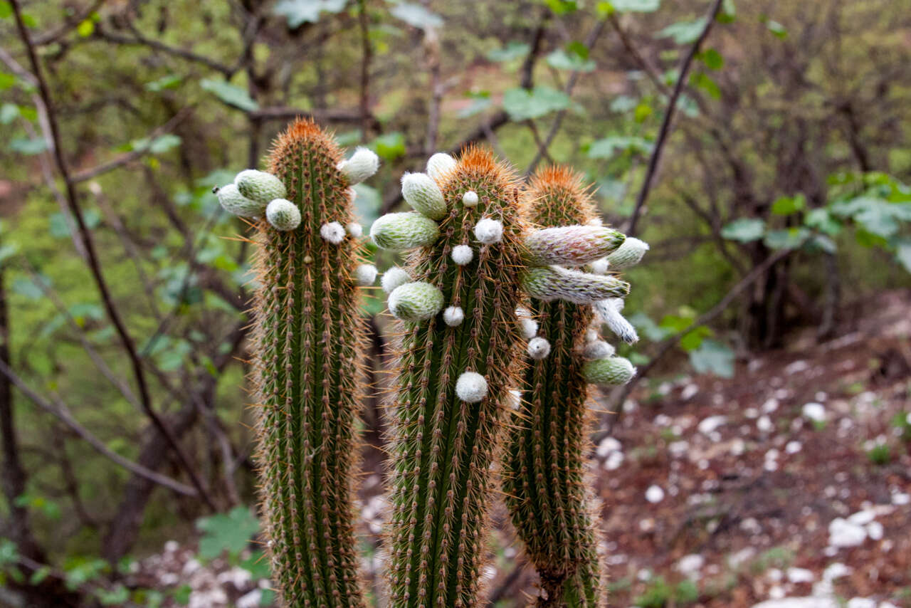 Imagem de Cleistocactus tominensis subsp. micropetalus (F. Ritter) Mottram