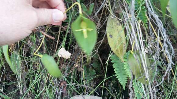 Imagem de Pleurothallis apopsis Luer