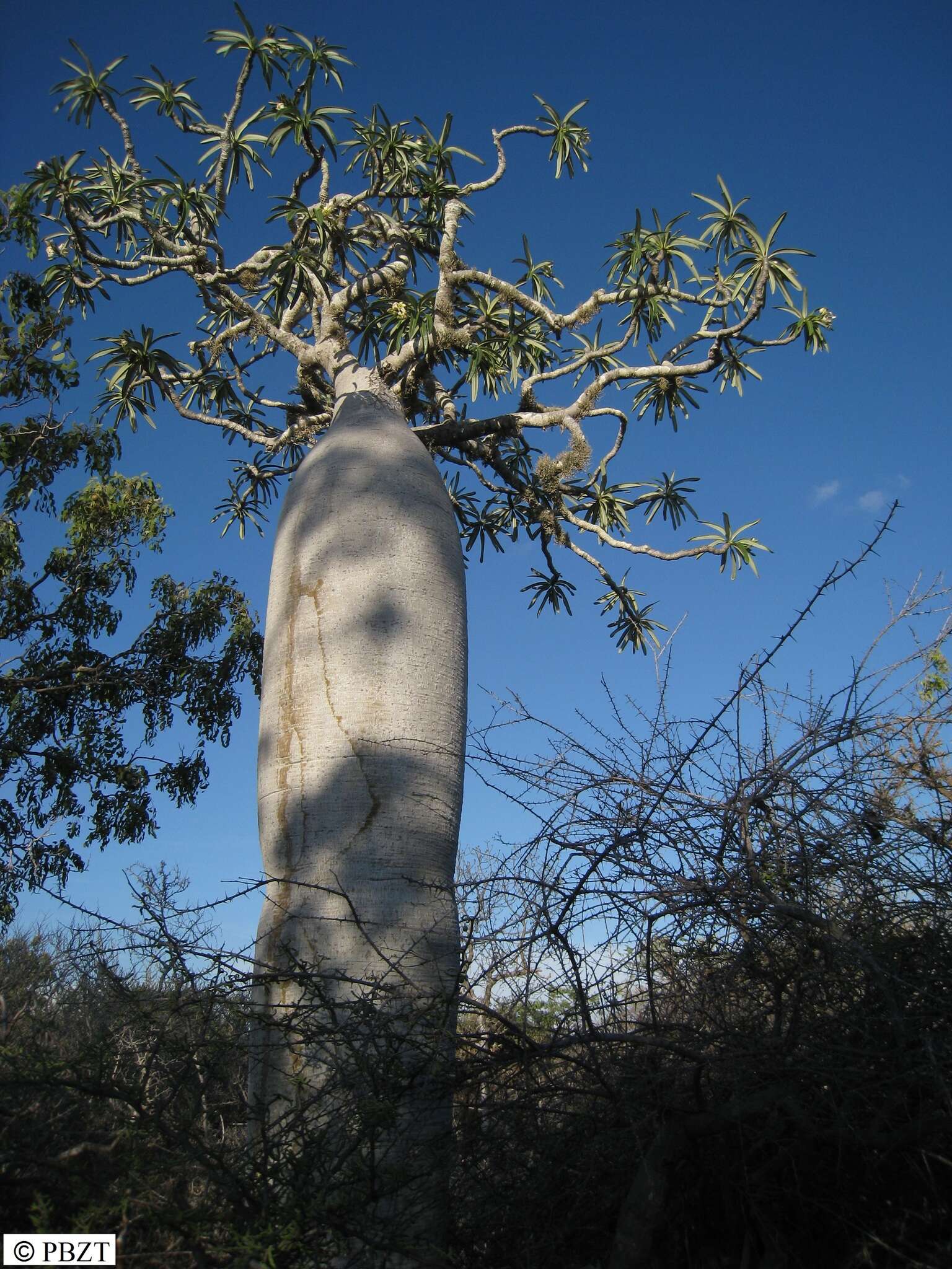 Image of Pachypodium geayi Costantin & Bois