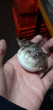 Image of Naked puffer