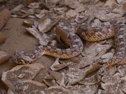 Image of Horned Adder