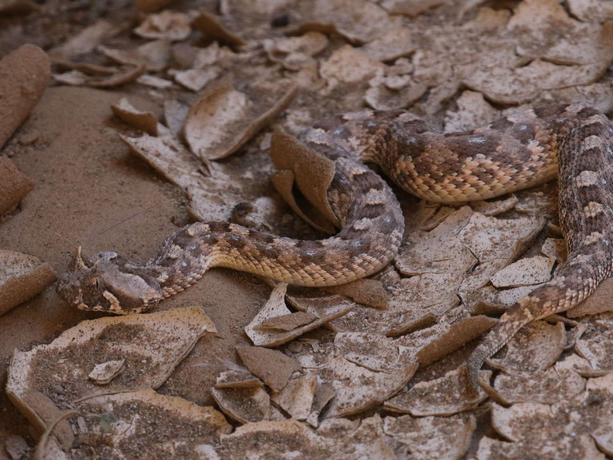 Plancia ëd Bitis caudalis (A. Smith 1839)