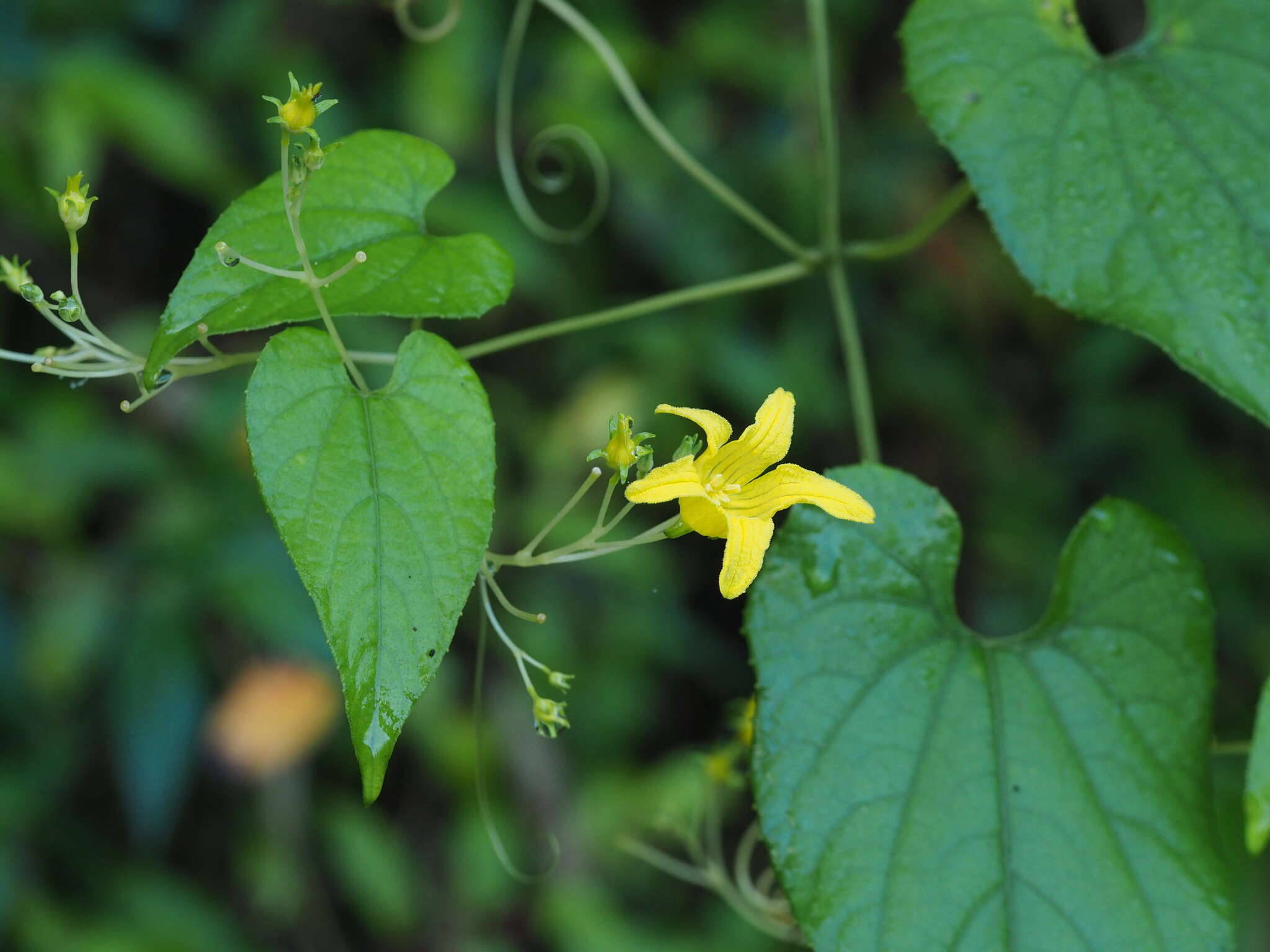 Image of Thladiantha punctata Hayata