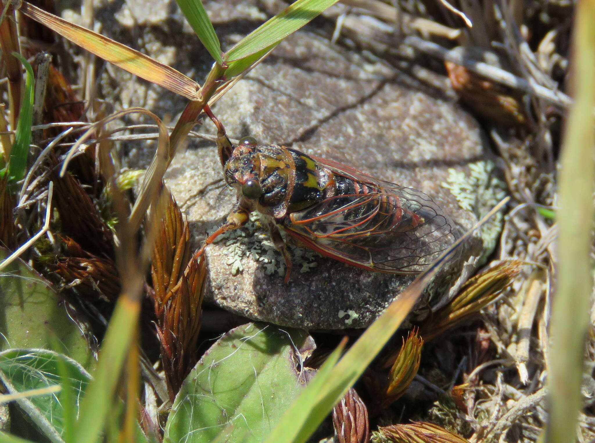 Image of Campbell’s cicada