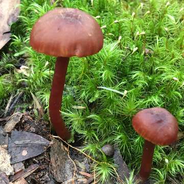 Image de Hygrocybe lilaceolamellata (G. Stev.) E. Horak 1971