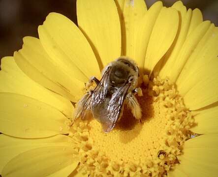 Image of Diadasia ochracea (Cockerell 1903)