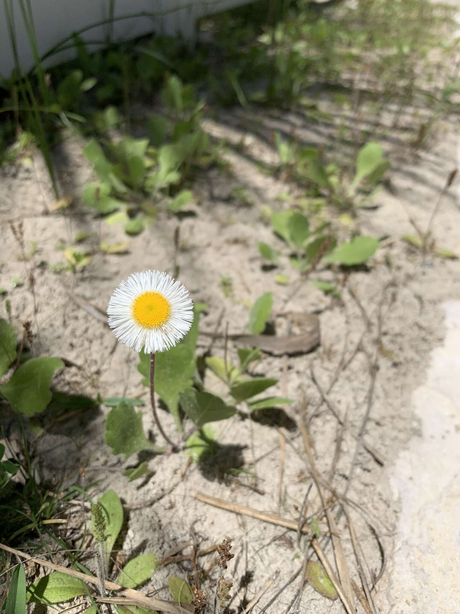 Image of Corpus Christi fleabane