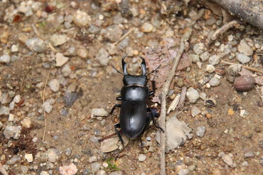 Image of smallstagbeetle