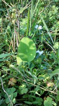 Image of velvetleaf