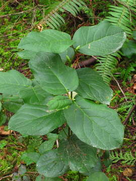 Image of salal