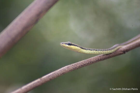 صورة Dendrelaphis wickrorum