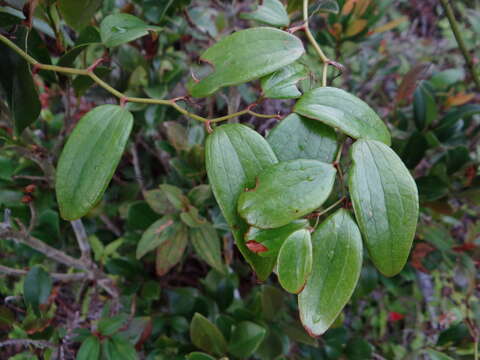 Image of Smilax corbularia Kunth