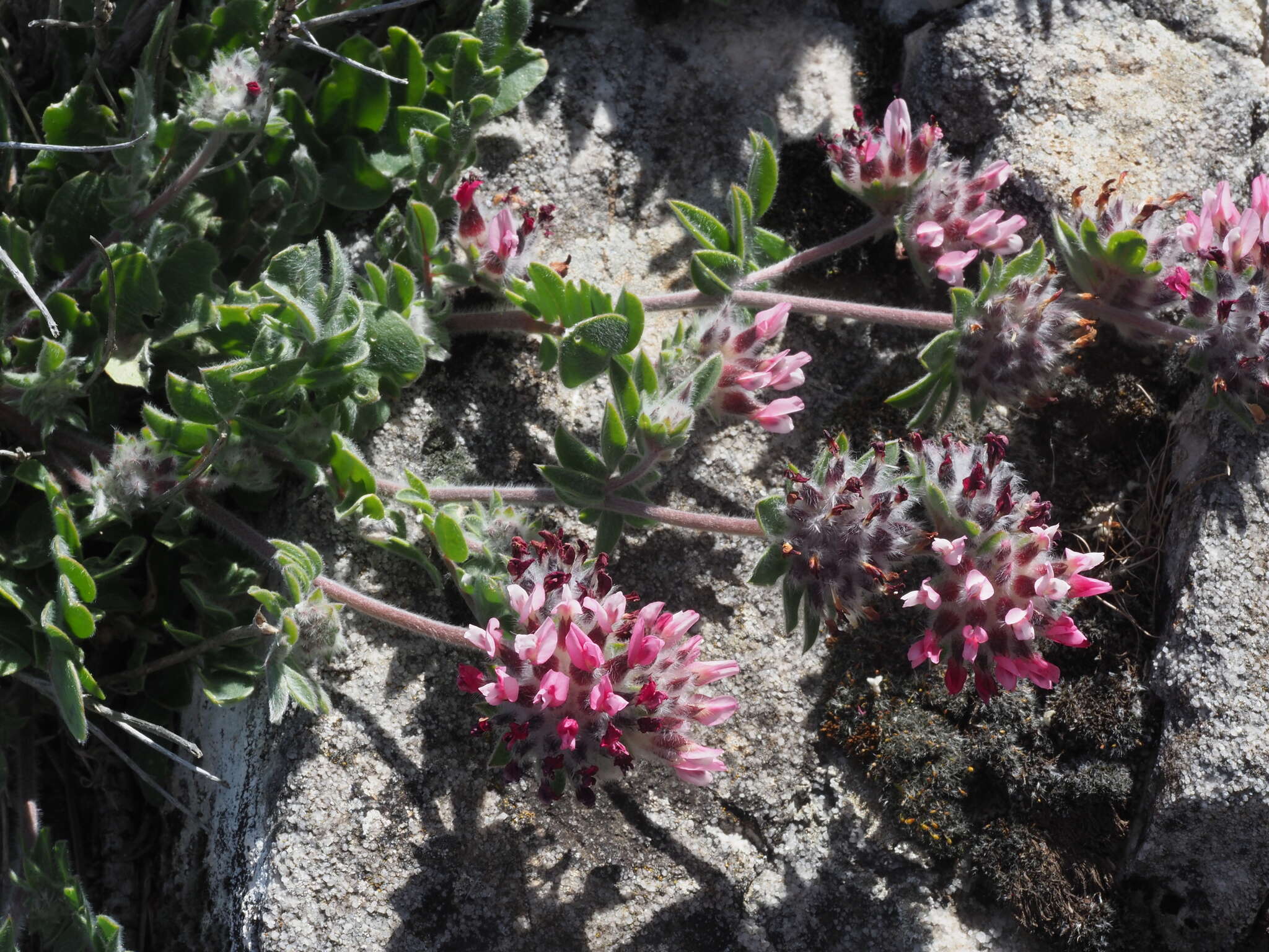 Image of Anthyllis vulneraria subsp. maura (Beck) Maire