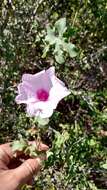 Image of Ipomoea cheirophylla O'Donell