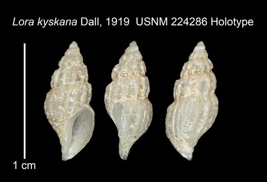 Image of <i>Lora kyskana</i> Dall